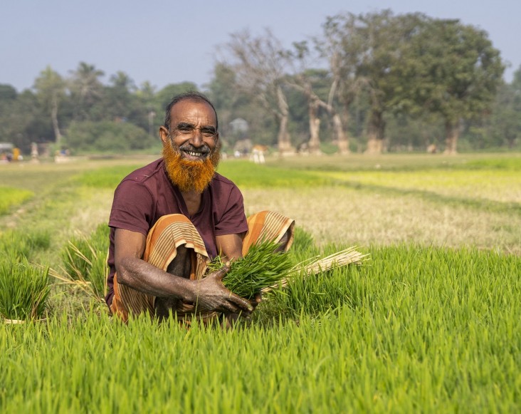 A farmer works his paddy field in Govindho Sree village in northeast Bangladesh.